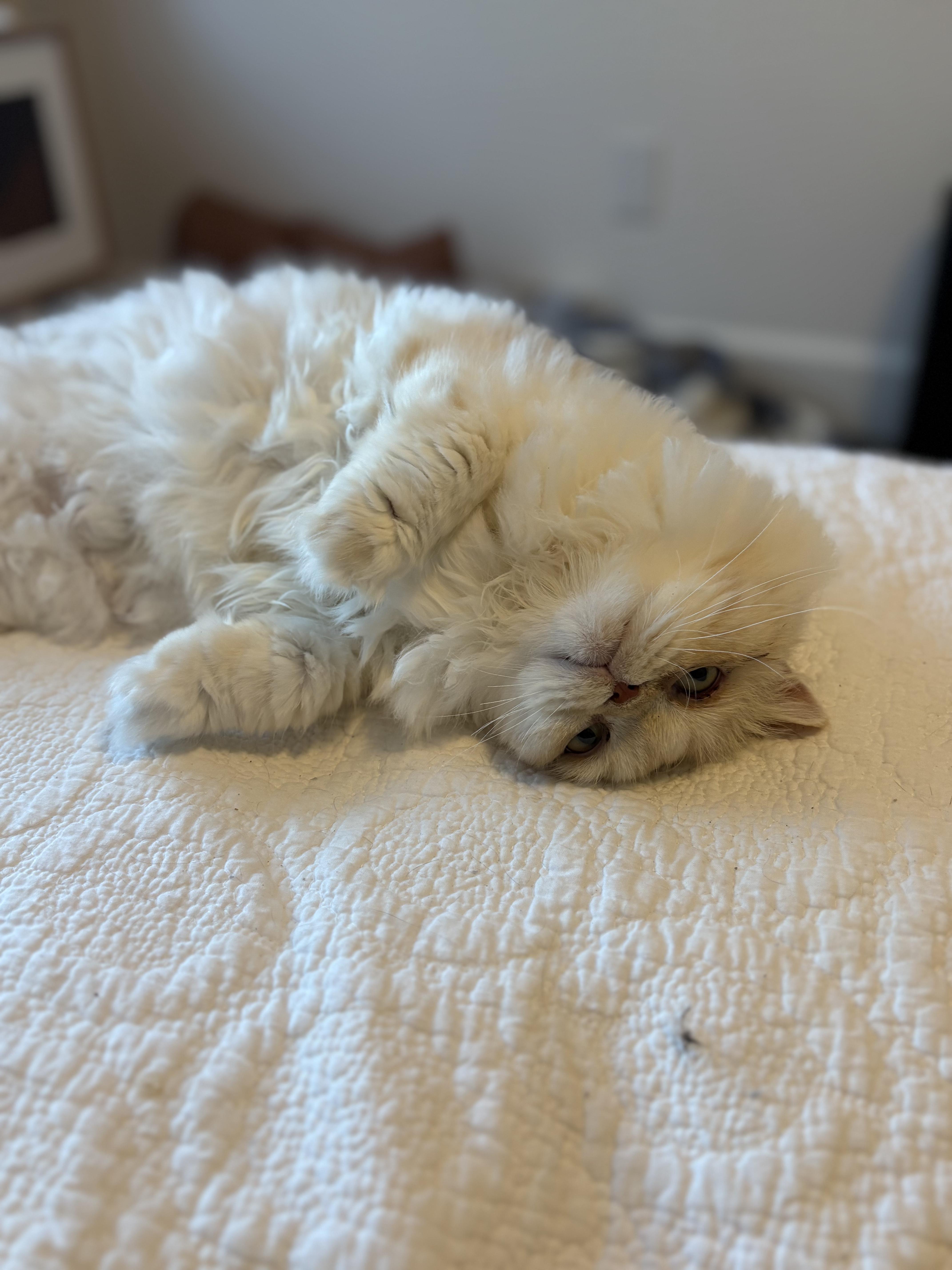 CREAM PUFF AND CUPCAKE THE BEAUTIFUL PERSIANS!, an adoptable Persian in woodland, CA, 95776 | Photo Image 3