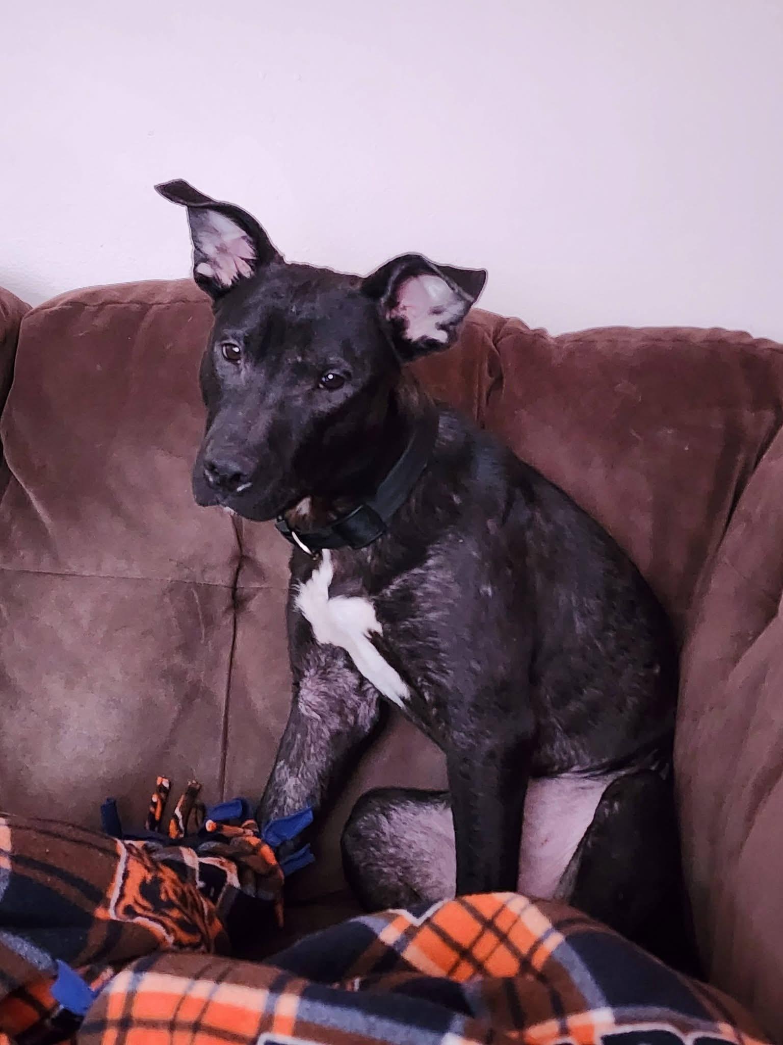 Enlarge Goose, a Adoptable mixed breed in Crystal Lake, IL image 3/6