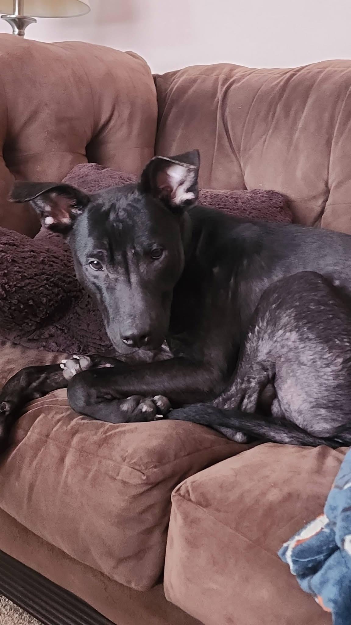 Enlarge Goose, a Adoptable mixed breed in Crystal Lake, IL image 4/6