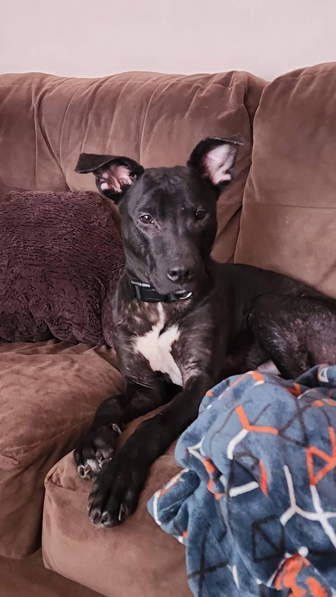 Enlarge Goose, a Adoptable mixed breed in Crystal Lake, IL image 5/6