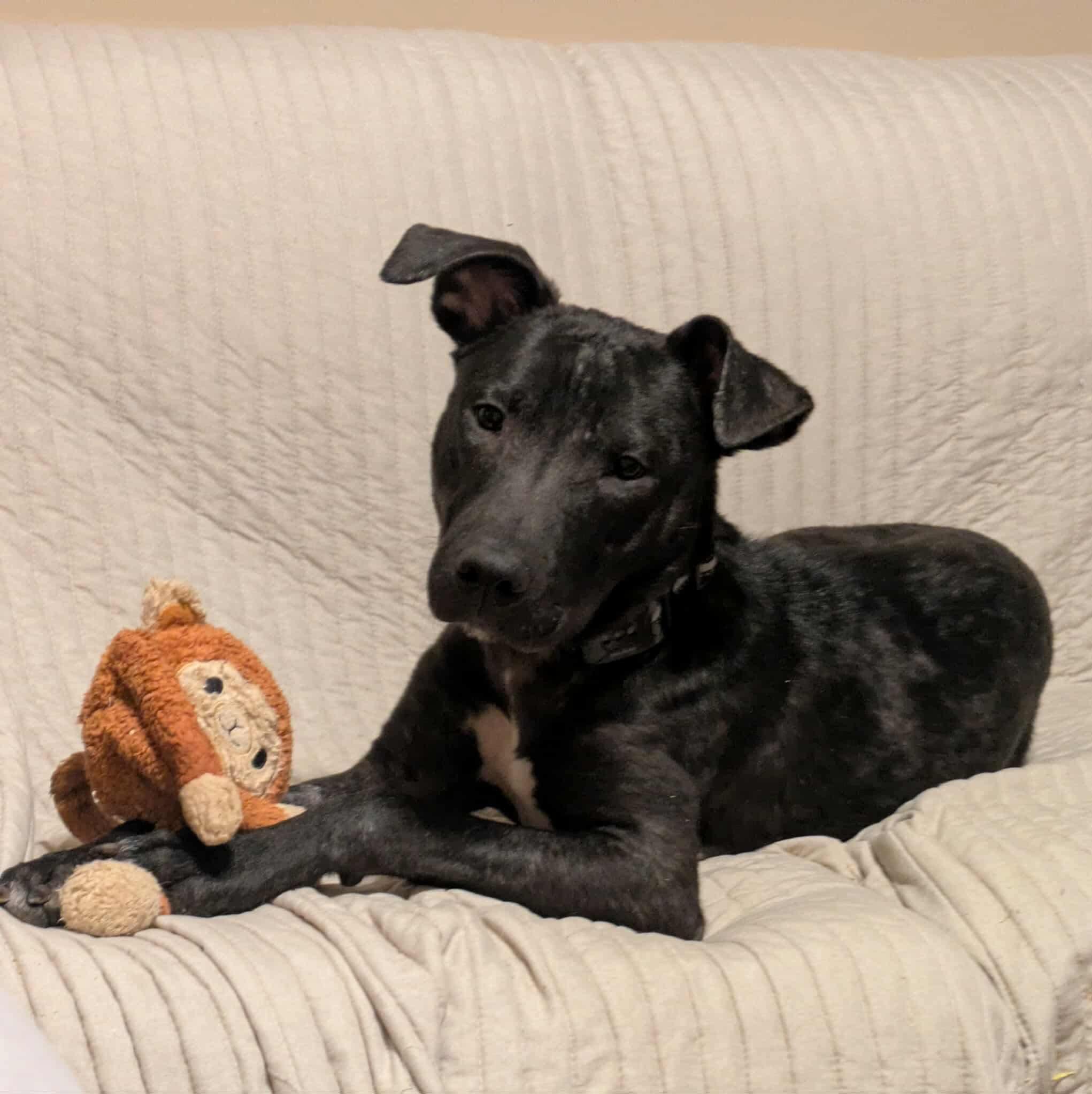 Enlarge Goose, a Adoptable mixed breed in Crystal Lake, IL image 1/6