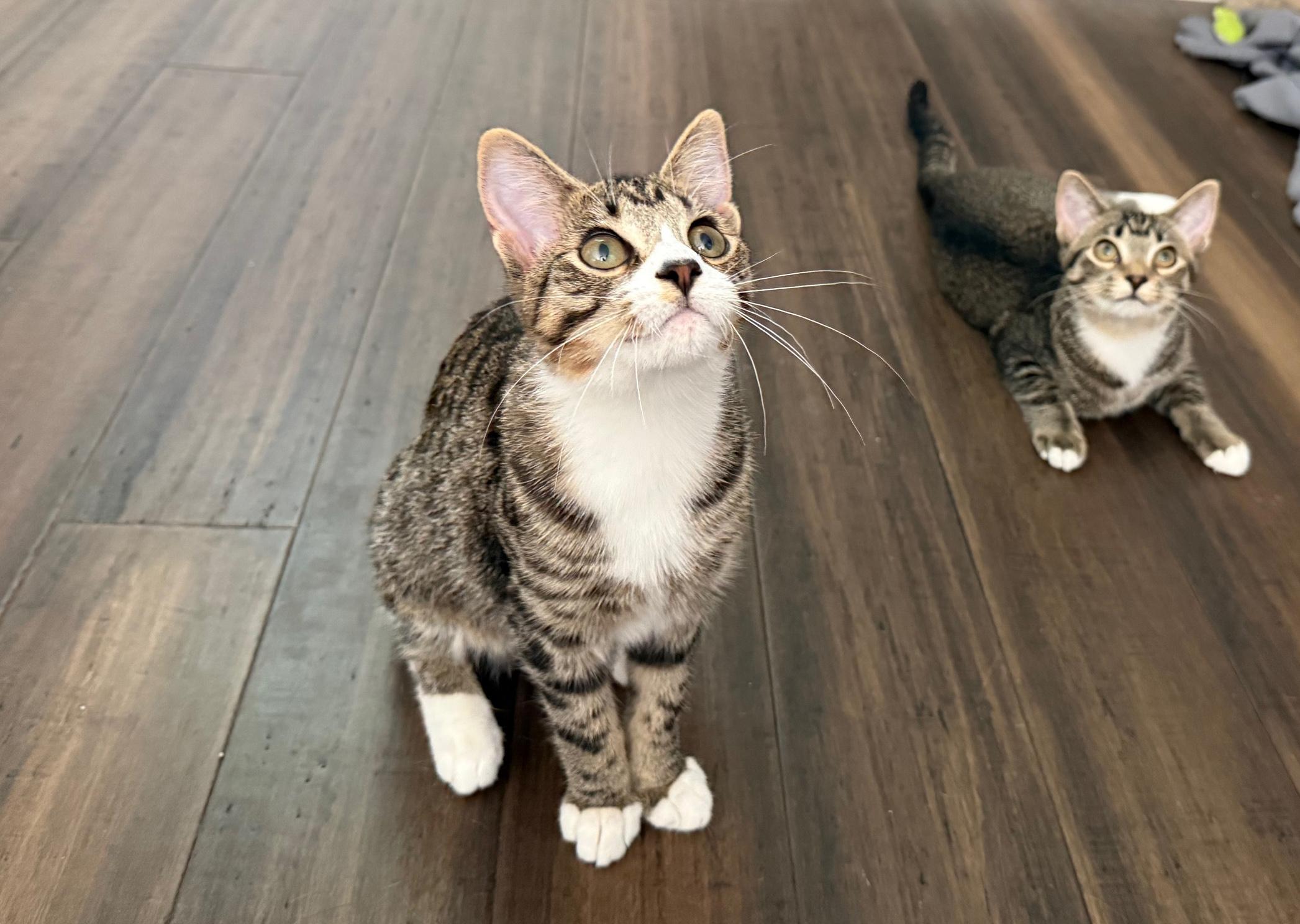 Ruby - adorable little girl!, an adopted Tabby in Neenah, WI image 5/6