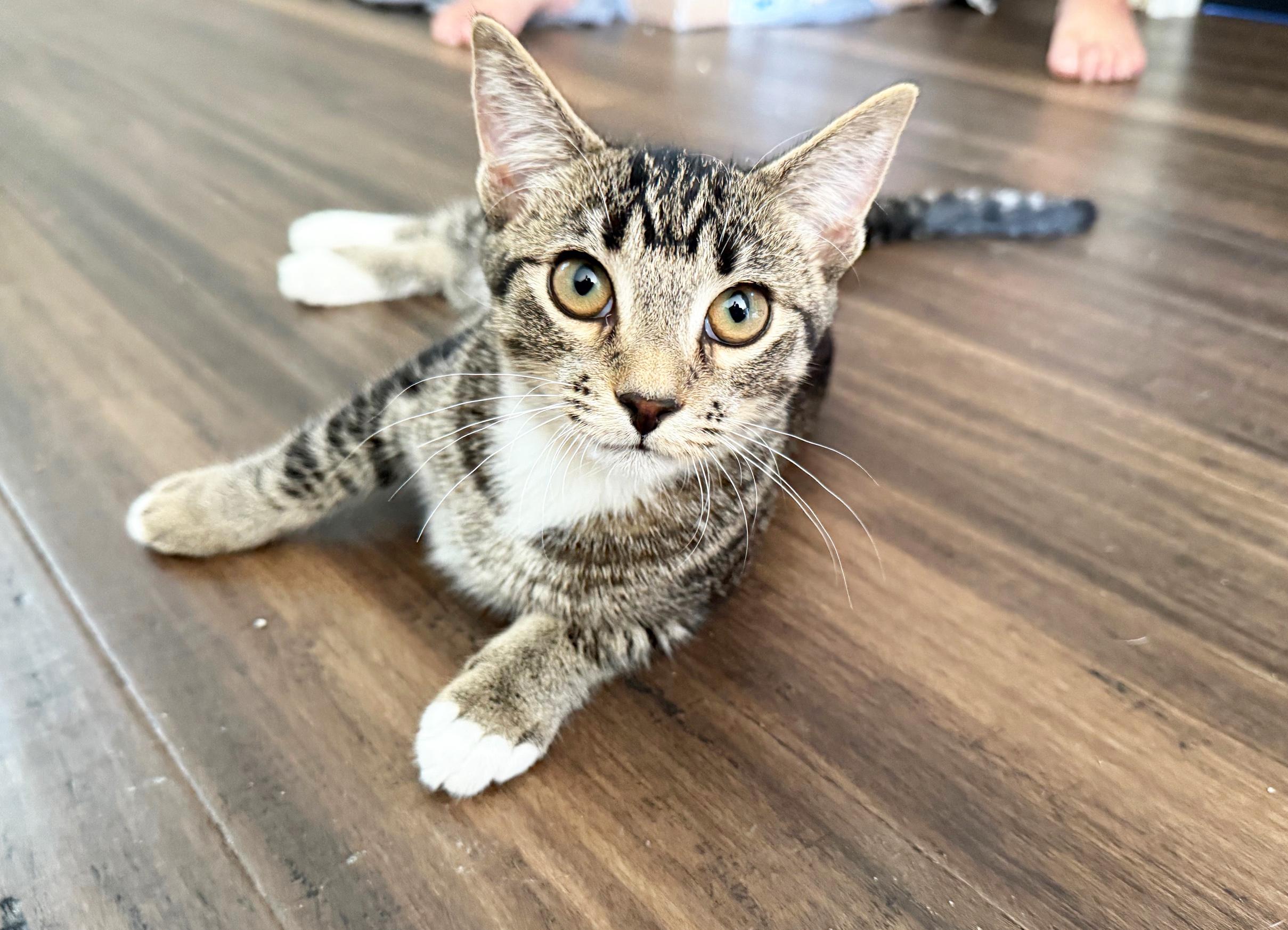 Ruby - adorable little girl!, an adopted Tabby in Neenah, WI image 1/6