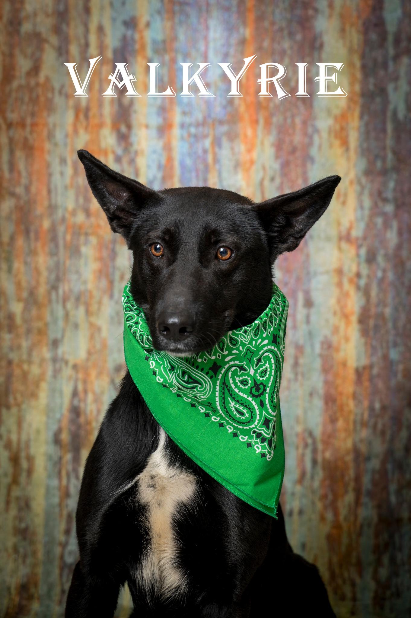 Enlarge Valkyrie, a ADOPTABLE Mixed Breed in North Myrtle Beach, SC image 1/2