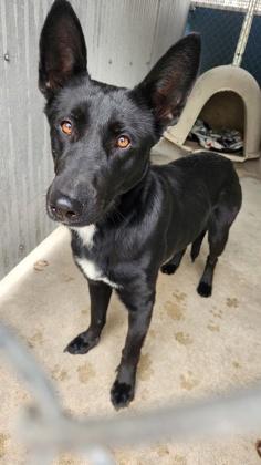 Enlarge Valkyrie, a ADOPTABLE Mixed Breed in North Myrtle Beach, SC image 2/2