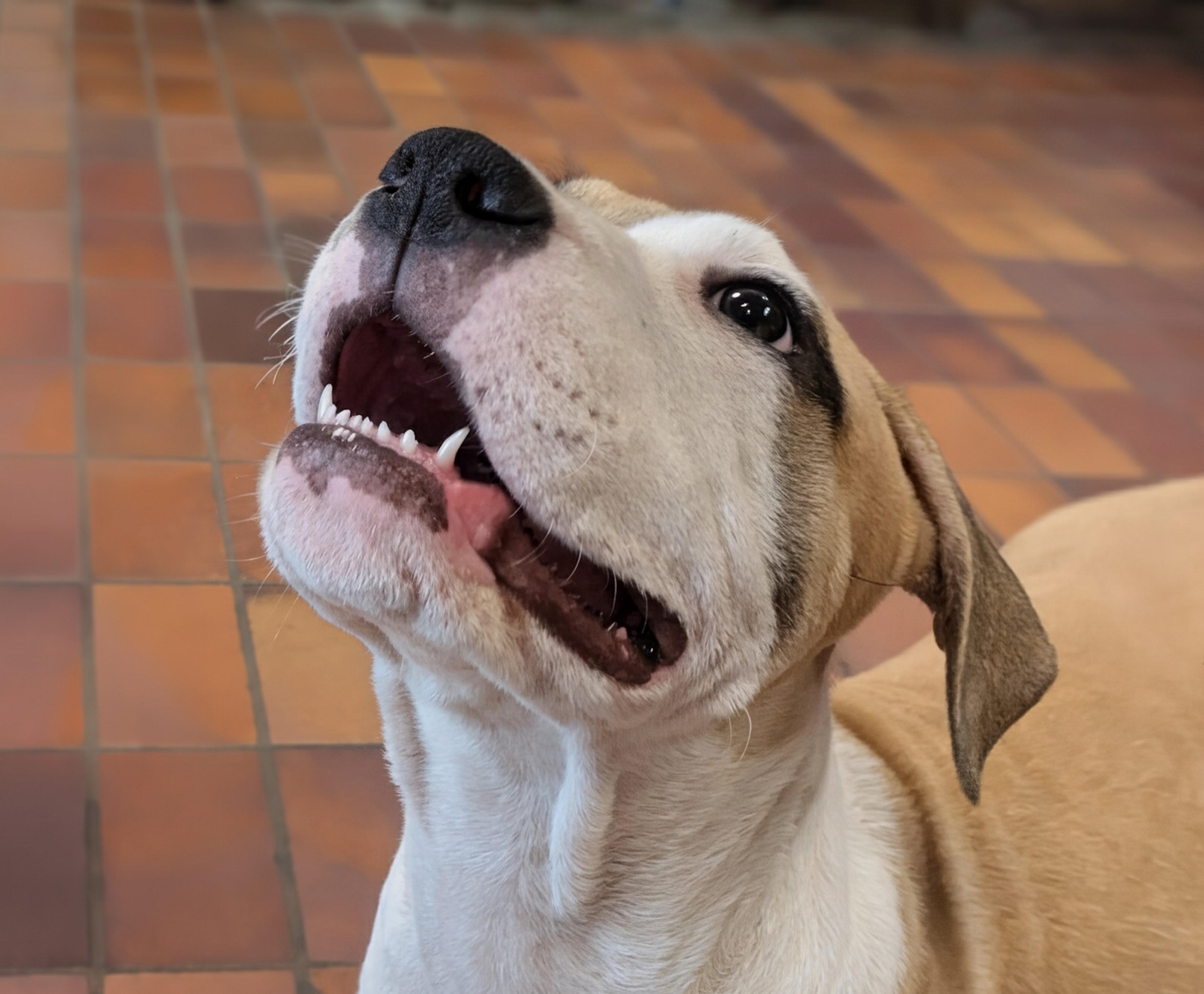 Hercules Mulligan, an adopted mixed breed in Des Moines, IA image 2/5