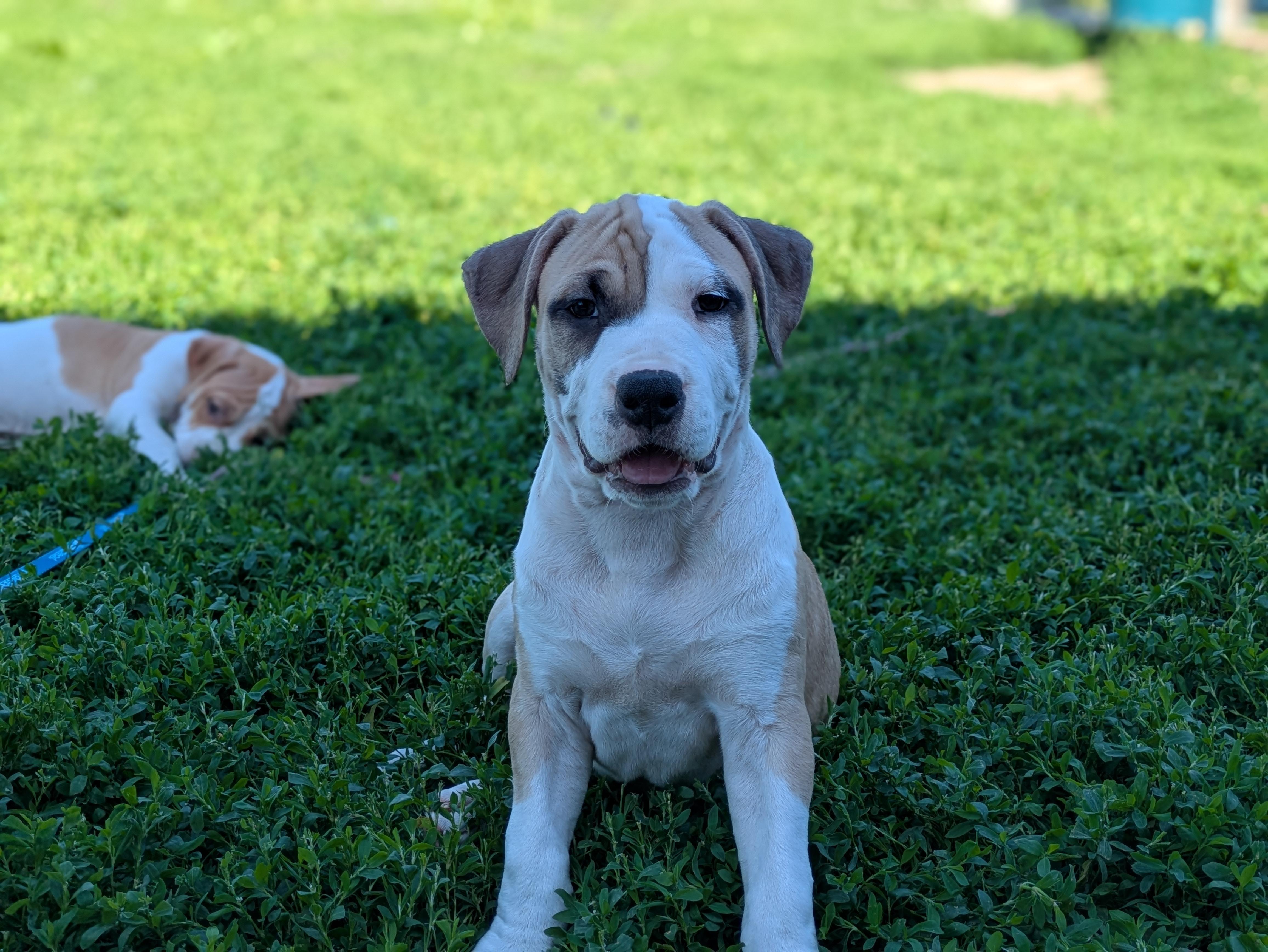 Hercules Mulligan, an adopted mixed breed in Des Moines, IA image 3/5