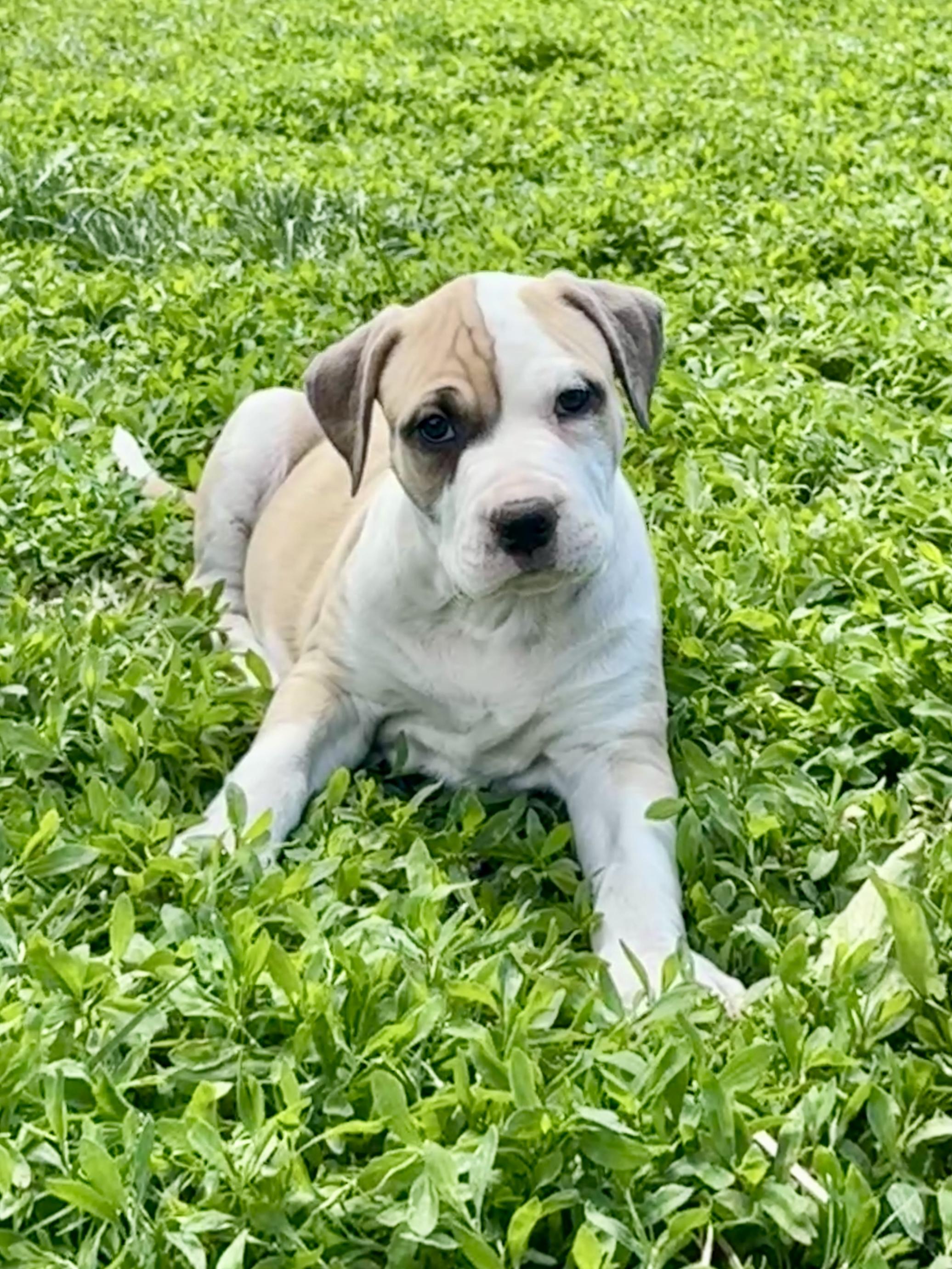 Hercules Mulligan, an adopted mixed breed in Des Moines, IA image 4/5
