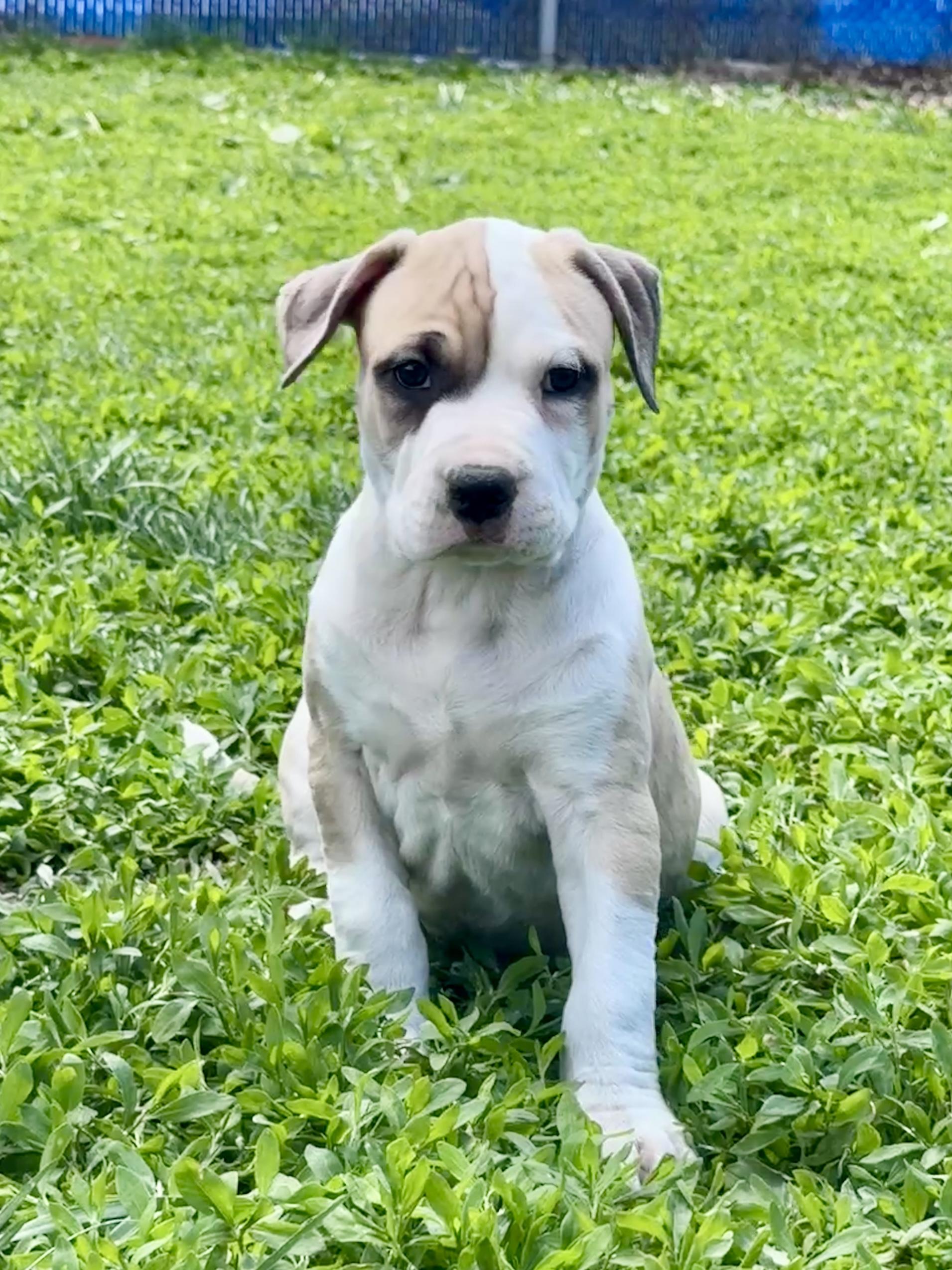 Hercules Mulligan, an adopted mixed breed in Des Moines, IA image 5/5