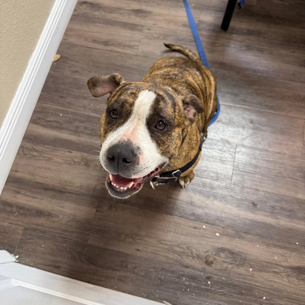 Meatball, Adoptable, Adult Female English Bulldog.