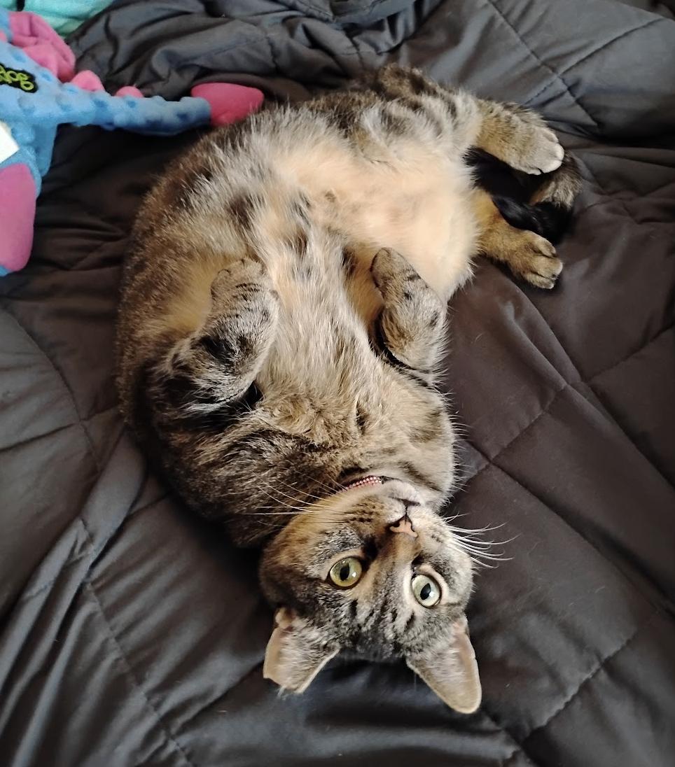 Willow and Flopper, Adoptable, Adult Male Domestic Short Hair.