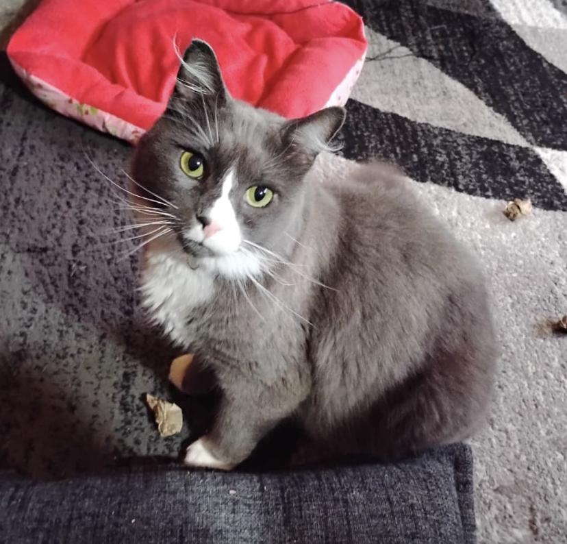 Enlarge Willow and Flopper, a Adoptable Domestic Short Hair in Brooklyn, NY image 1/3