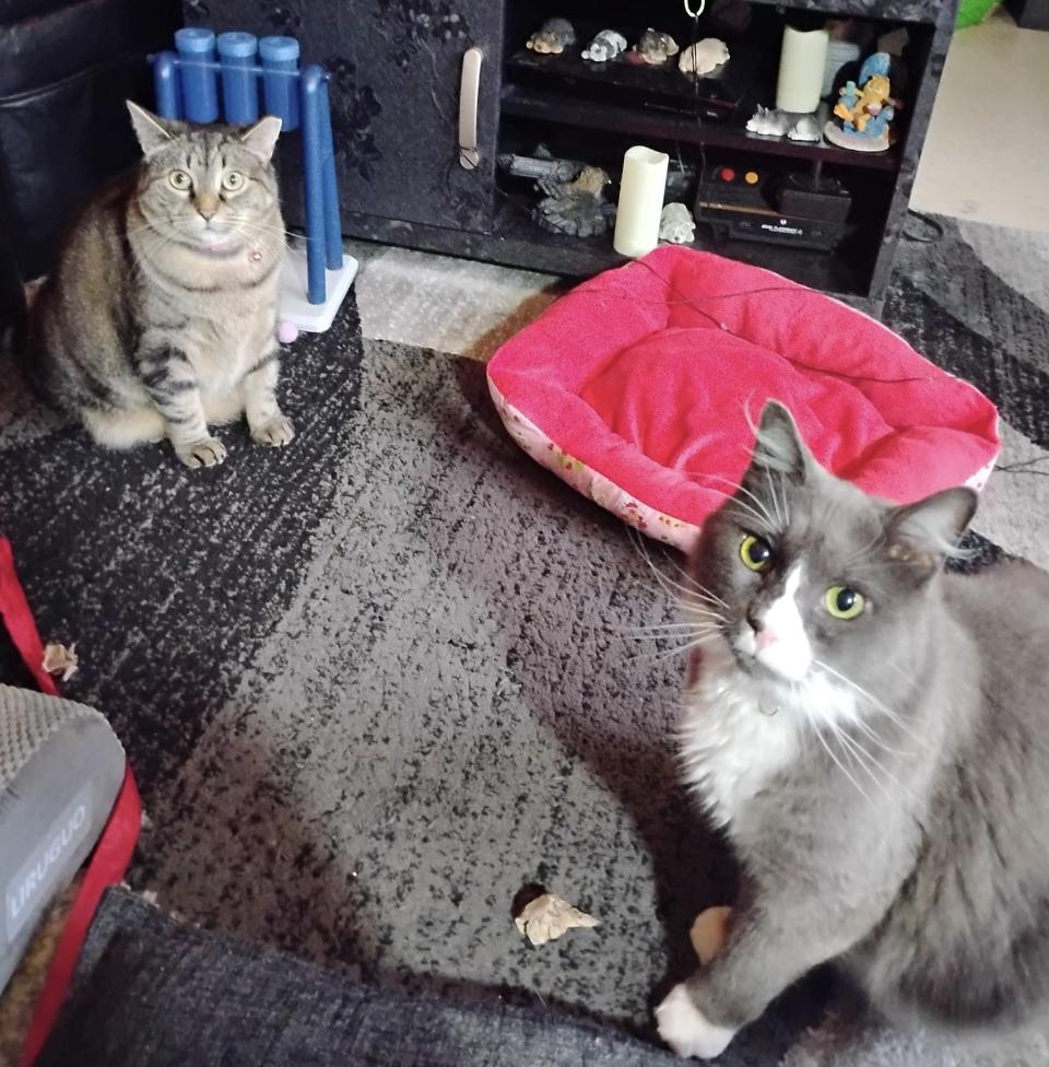 Enlarge Willow and Flopper, a Adoptable Domestic Short Hair in Brooklyn, NY image 2/3