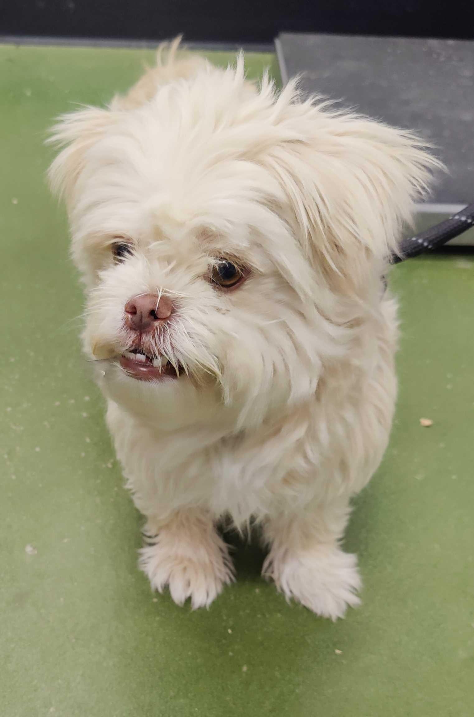 Asha, Adoptable, Adult Female Shih Tzu.