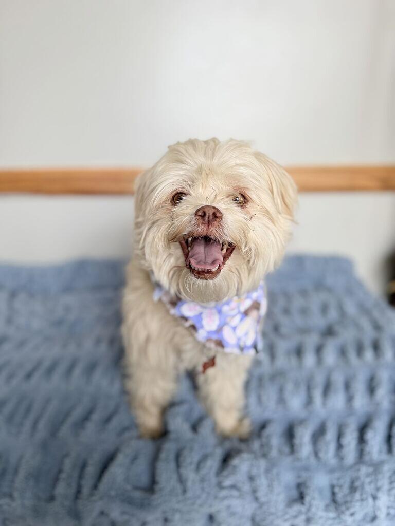 Enlarge Asha, a Adoptable Shih Tzu in Fruit Heights, UT image 2/2