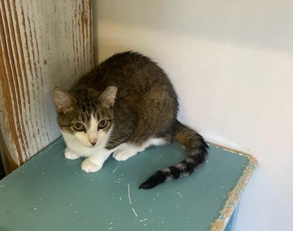 Butterball FKA Blom 2, Adoptable, Young Female Domestic Short Hair & Domestic Short Hair.