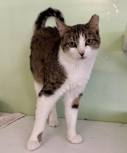 Enlarge Butterball FKA Blom 2, a Adoptable Domestic Short Hair in Pendleton, OR image 2/2