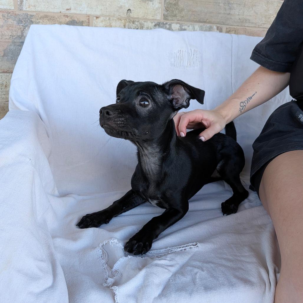 Wendy, Adoptable, Puppy Female Dachshund & Chihuahua.