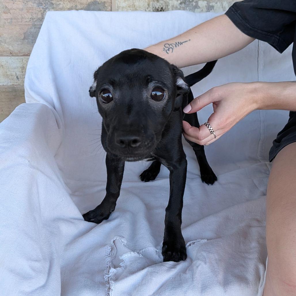 Enlarge Wendy, a Adoptable mixed breed in Chico, CA image 2/6