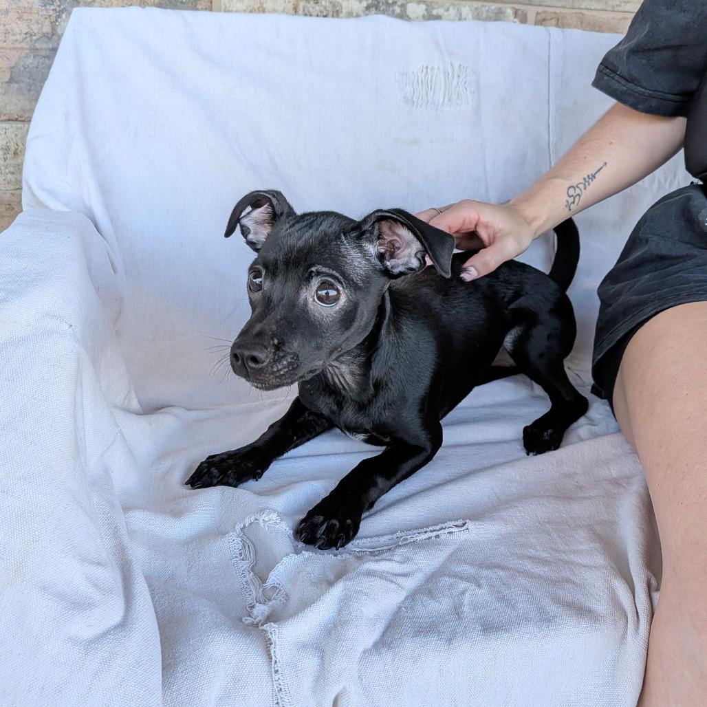 Enlarge Wendy, a Adoptable mixed breed in Chico, CA image 3/6