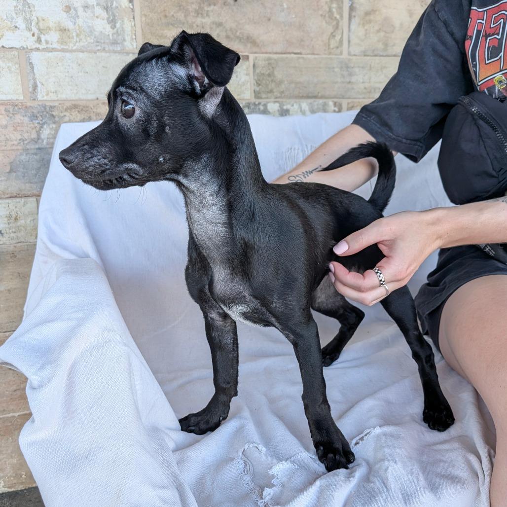 Enlarge Wendy, a Adoptable mixed breed in Chico, CA image 4/6