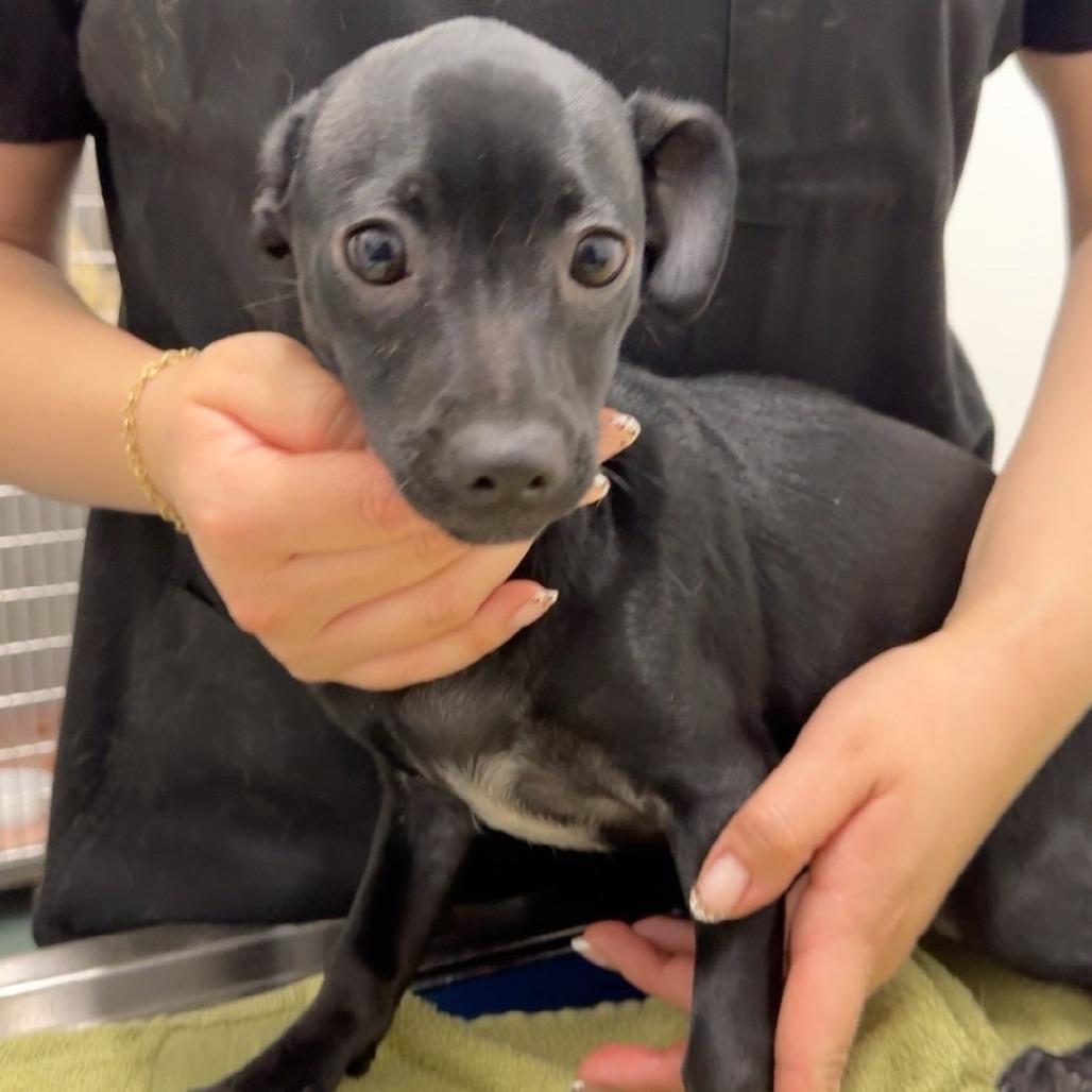 Enlarge Wendy, a Adoptable mixed breed in Chico, CA image 5/6