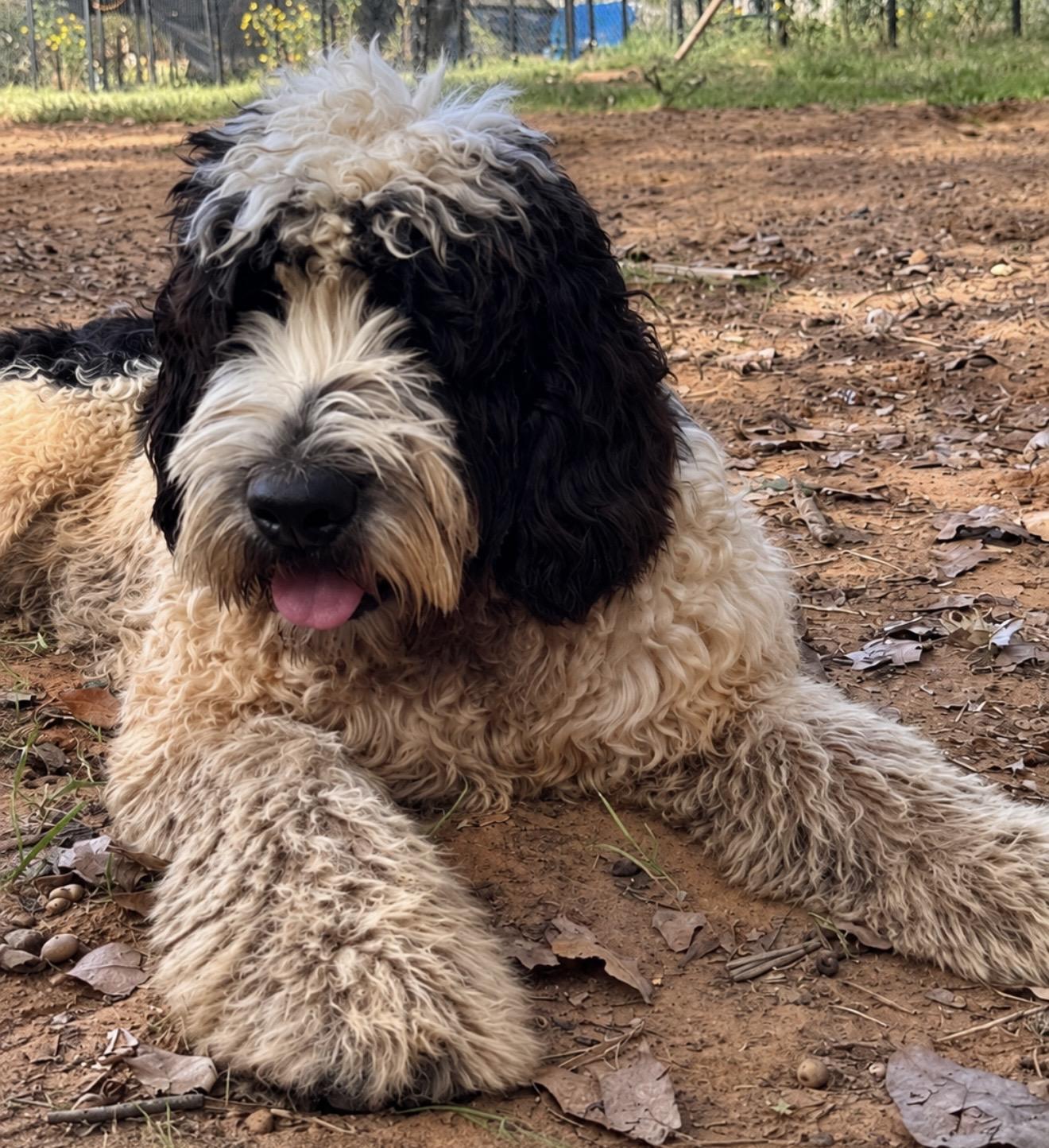 Enlarge Frank, a Adopted mixed breed in Pelham, NH image 5/6