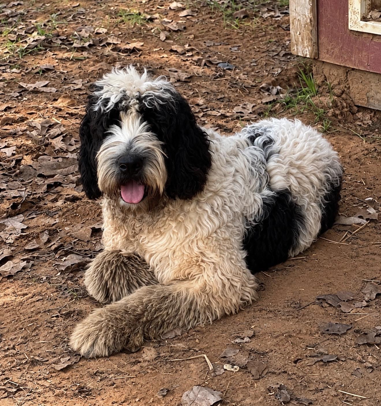 Enlarge Frank, a Adopted mixed breed in Pelham, NH image 4/6