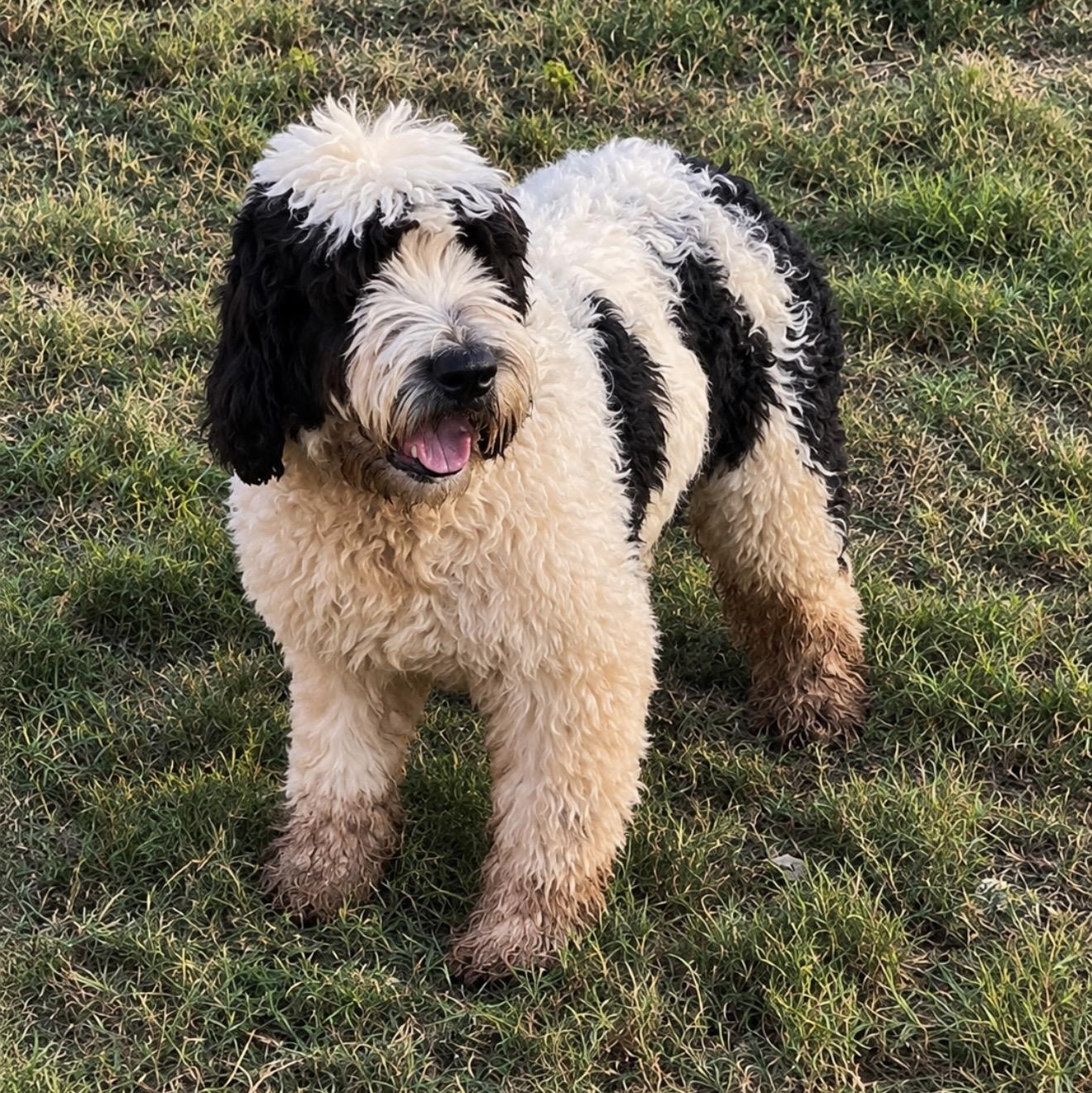 Enlarge Frank, a Adopted mixed breed in Pelham, NH image 2/6