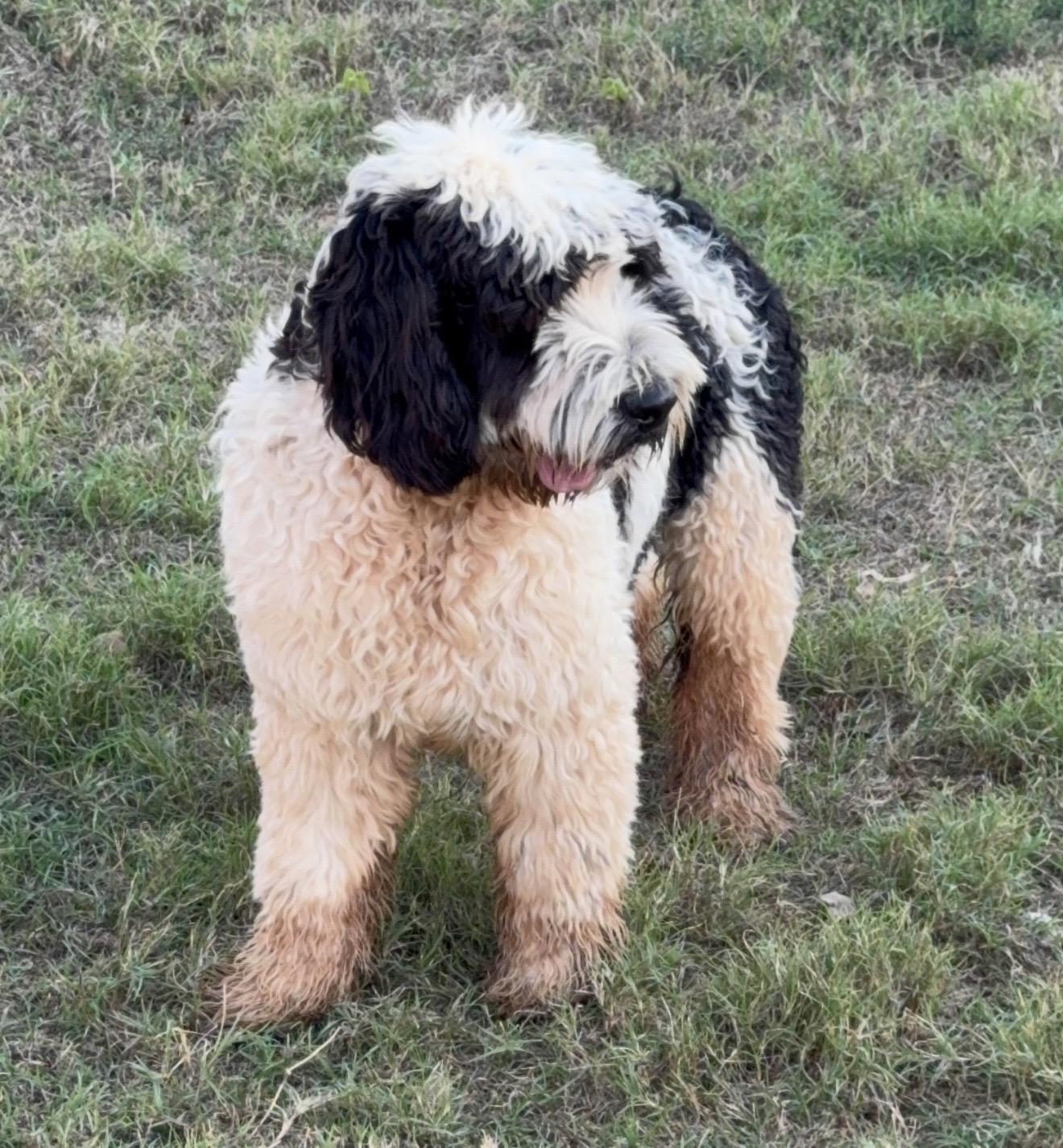 Enlarge Frank, a Adopted mixed breed in Pelham, NH image 6/6
