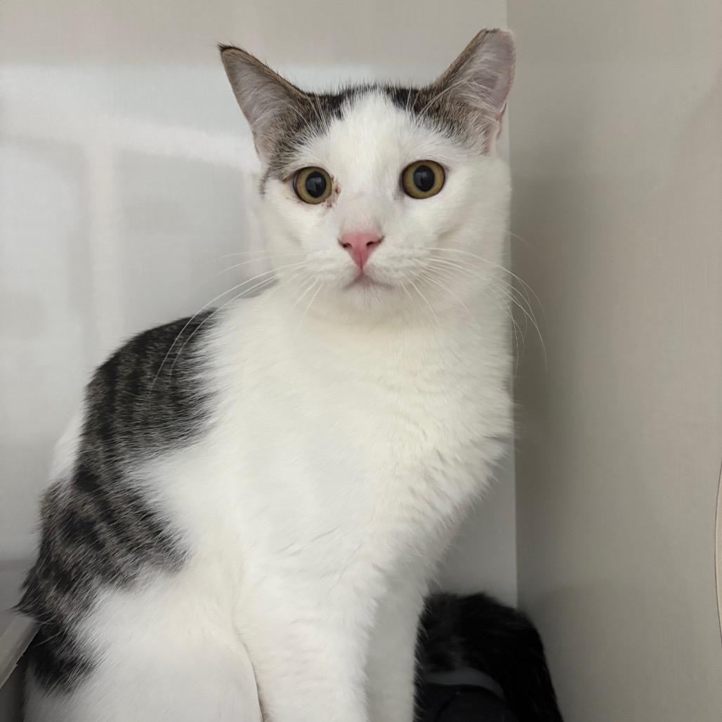 Possum, Adoptable, Young Male Domestic Short Hair.