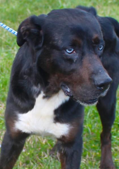 Gus, Adoptable, Adult Male Catahoula Leopard Dog & Retriever.