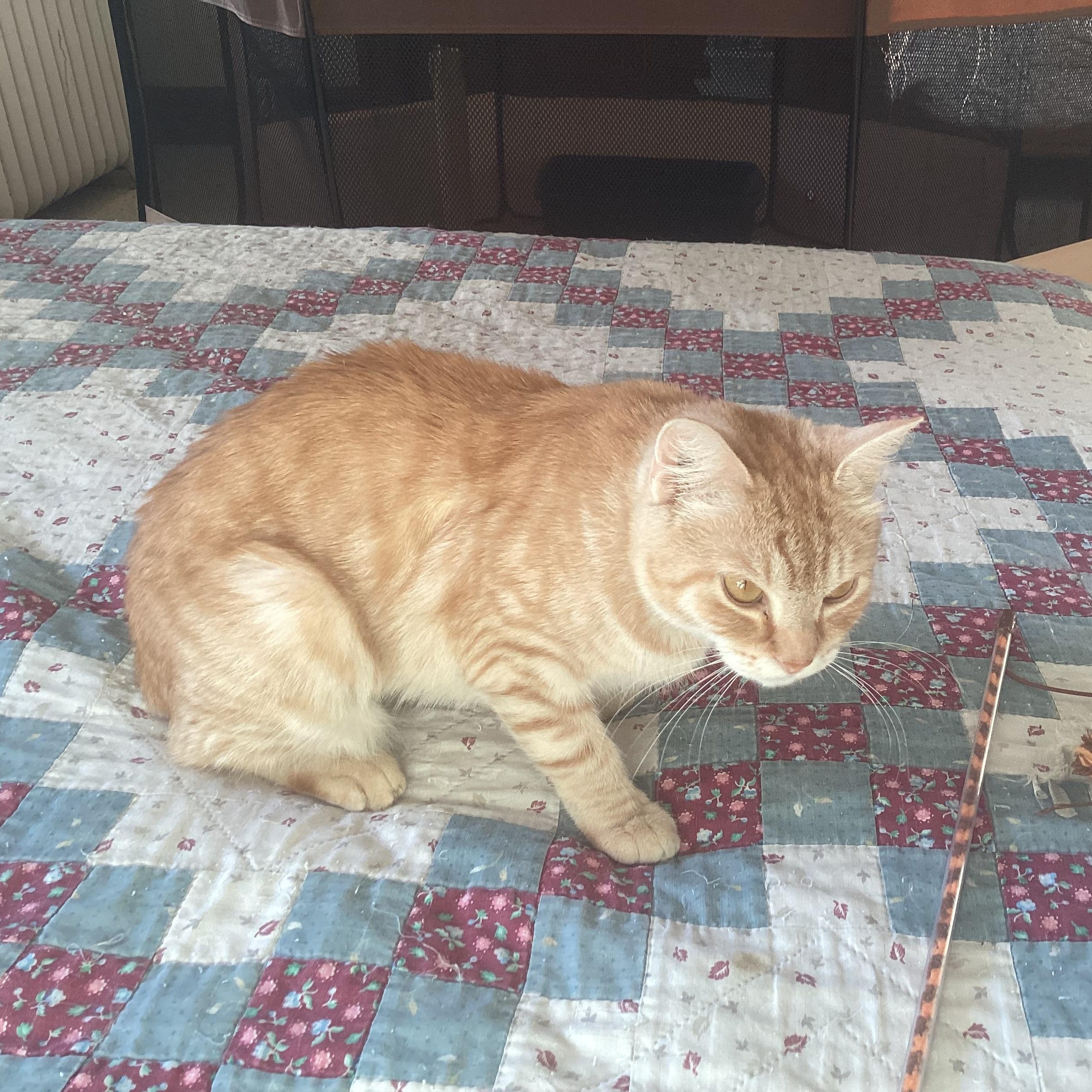 Enlarge Ms.Frizzle, an adopted Domestic Short Hair in Bellmawr, NJ image 3/3