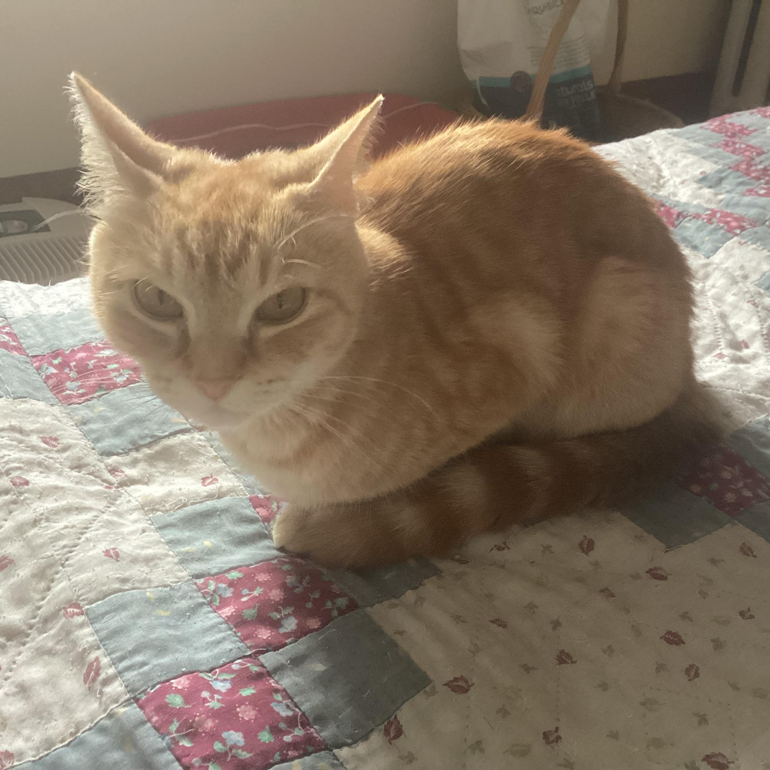 Enlarge Ms.Frizzle, an adopted Domestic Short Hair in Bellmawr, NJ image 1/3