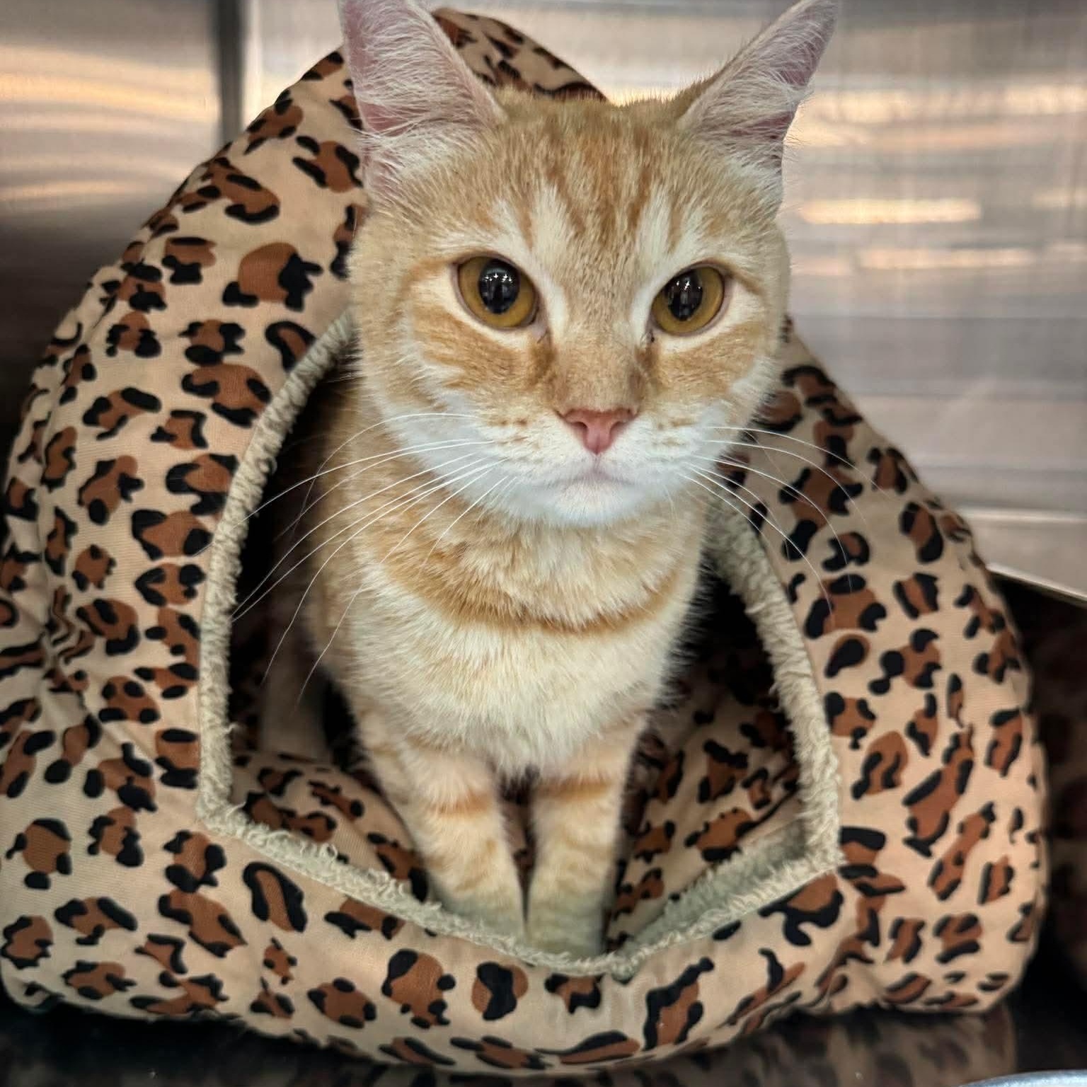 Enlarge Ms.Frizzle, an adopted Domestic Short Hair in Bellmawr, NJ image 2/3