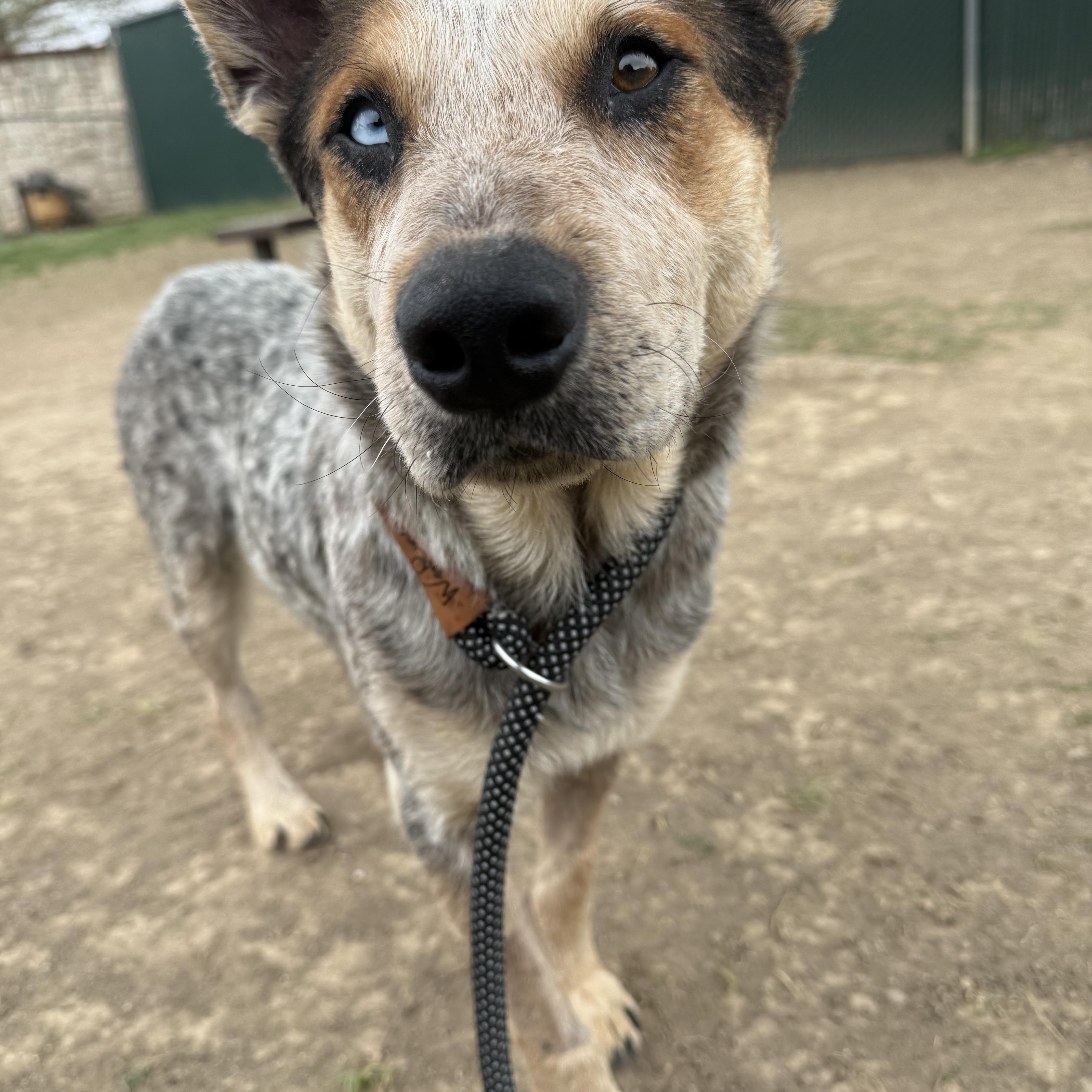 Fargo, a Adoptable Australian Cattle Dog / Blue Heeler in ALLEN, TX image 2/6