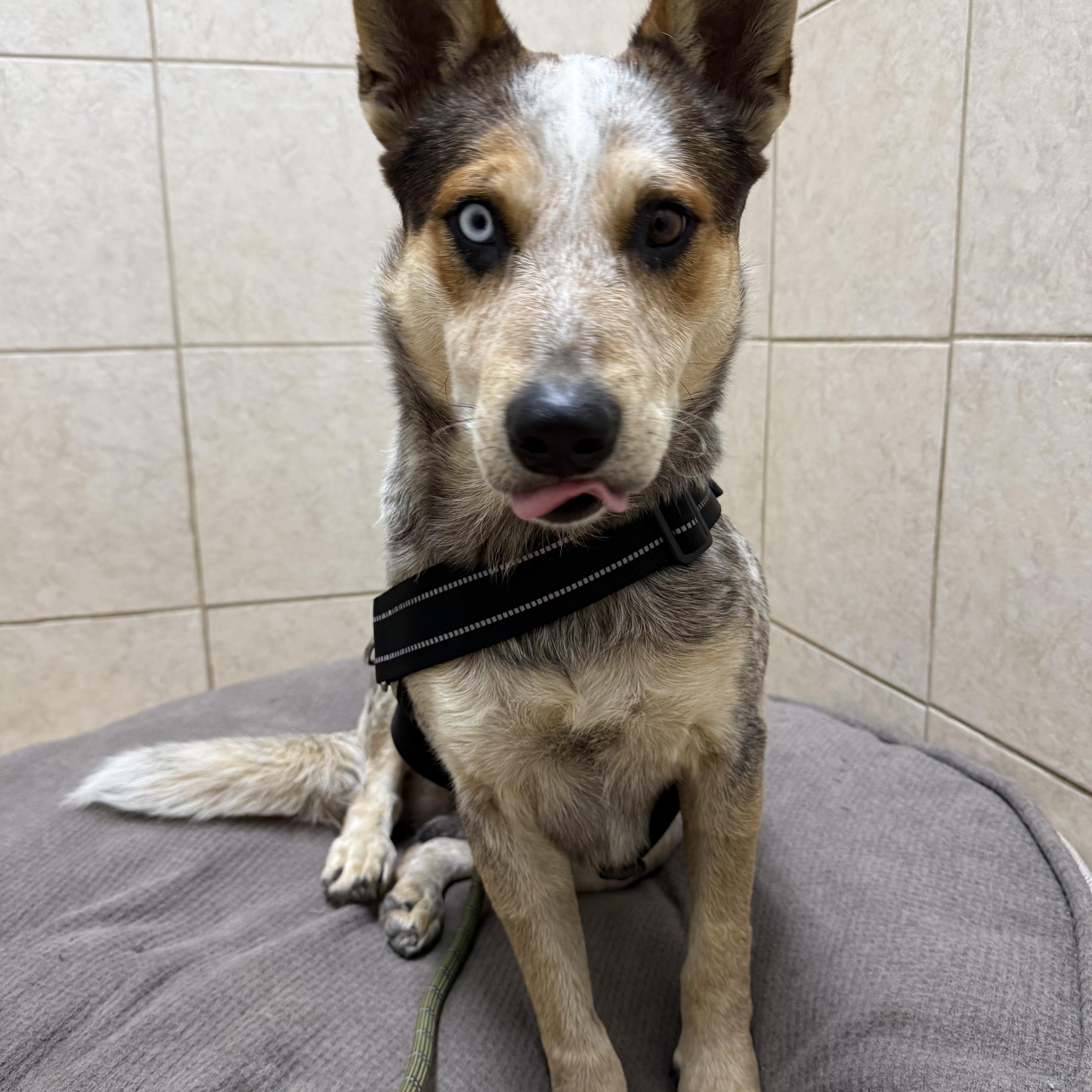 Fargo, Adoptable, Young Male Australian Cattle Dog / Blue Heeler.