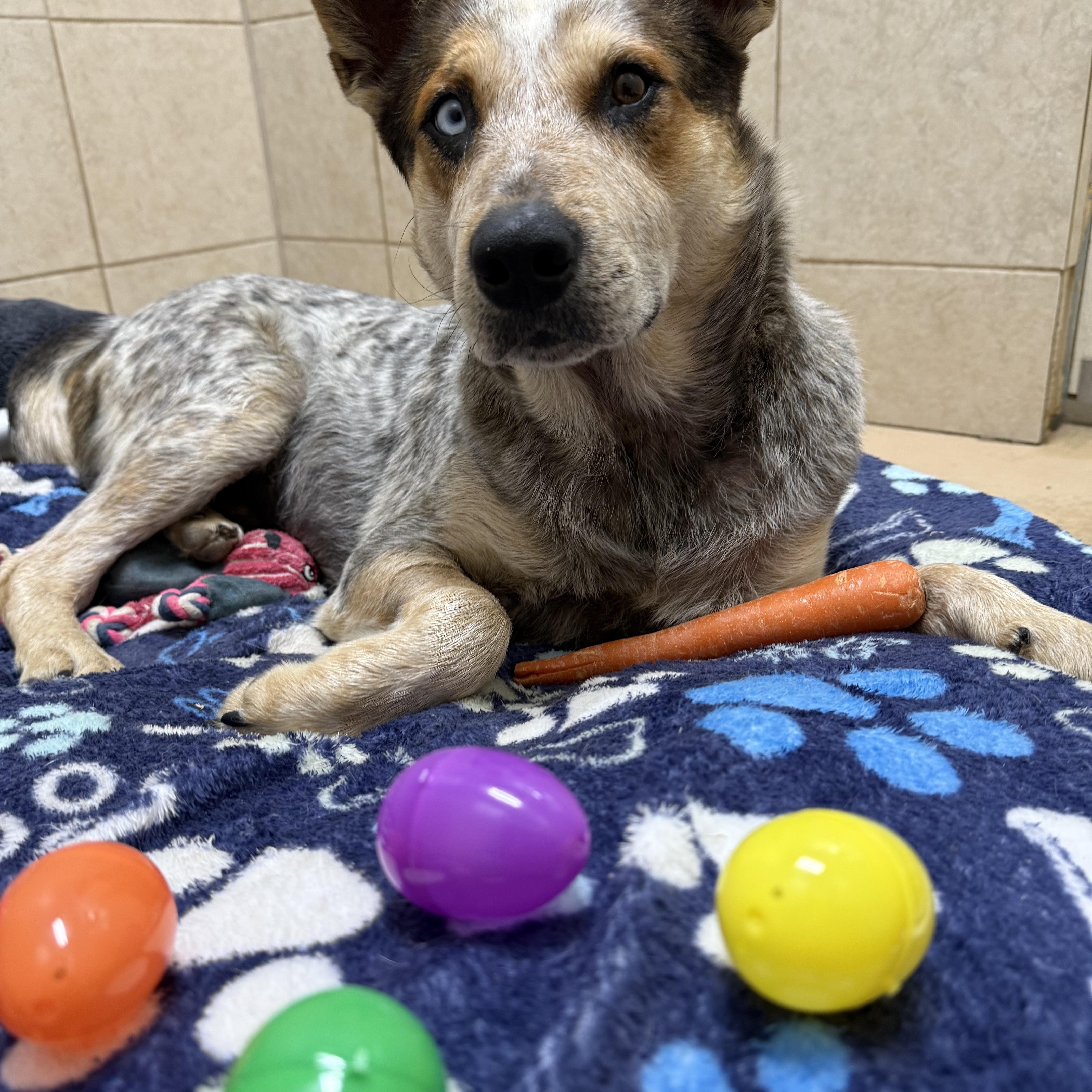 Fargo, a Adoptable Australian Cattle Dog / Blue Heeler in ALLEN, TX image 5/6