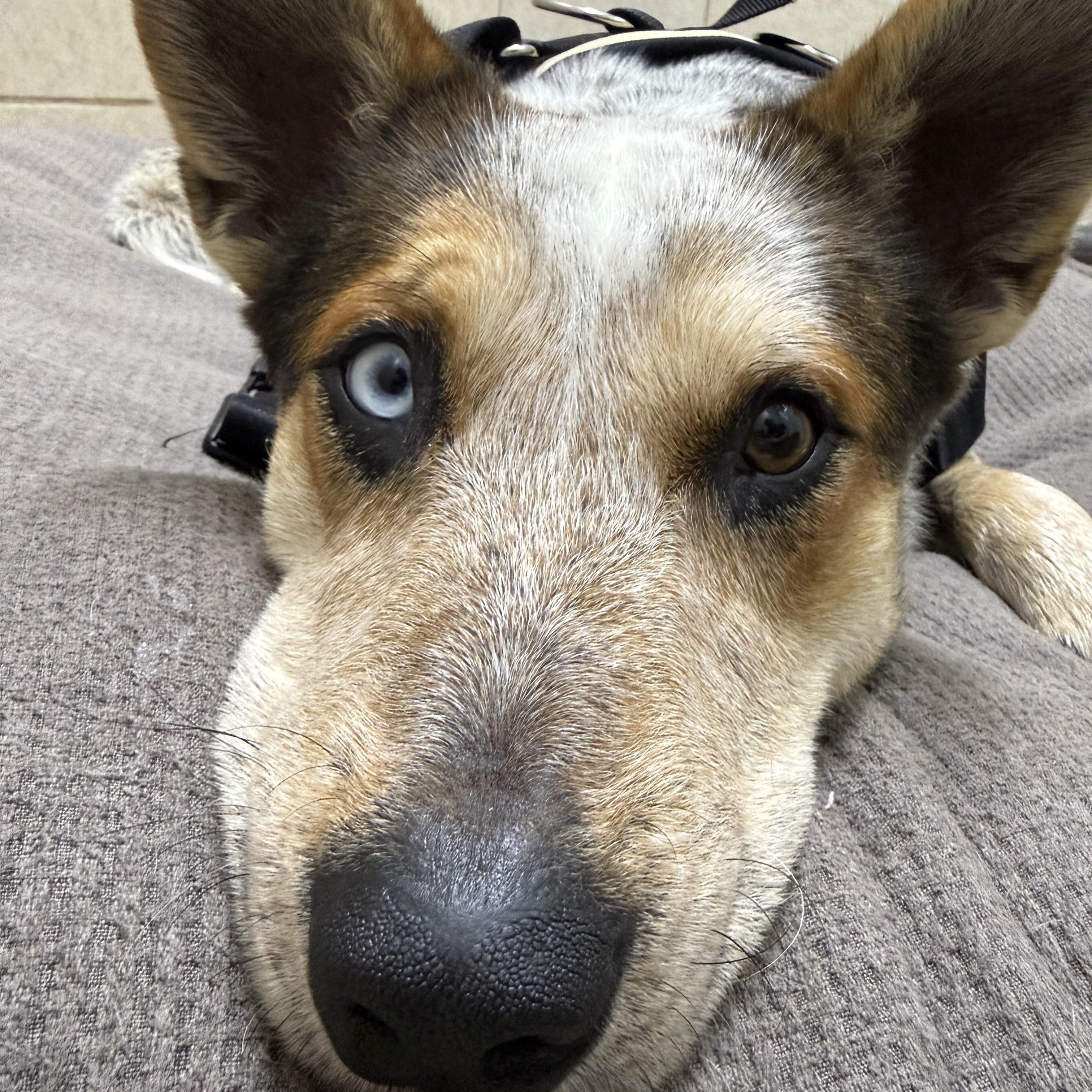 Fargo, a Adoptable Australian Cattle Dog / Blue Heeler in ALLEN, TX image 6/6