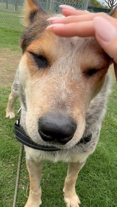Enlarge Fargo, a Adoptable Australian Cattle Dog / Blue Heeler in ALLEN, TX video 3/6