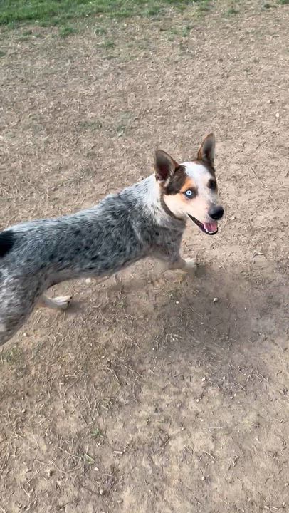 Enlarge Fargo, a Adoptable Australian Cattle Dog / Blue Heeler in ALLEN, TX video 4/6