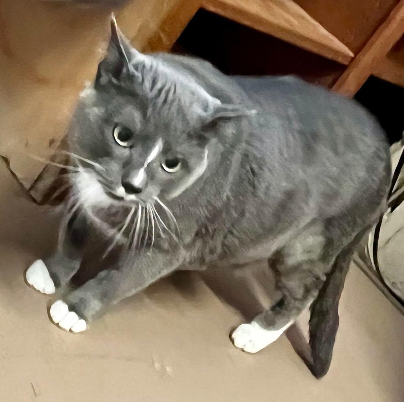 Enlarge Baby Boy, a Adoptable Domestic Short Hair in Leavenworth, KS image 1/1