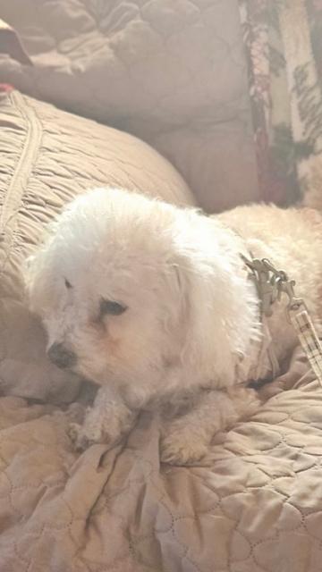 Mia, Adoptable, Adult Female Poodle.