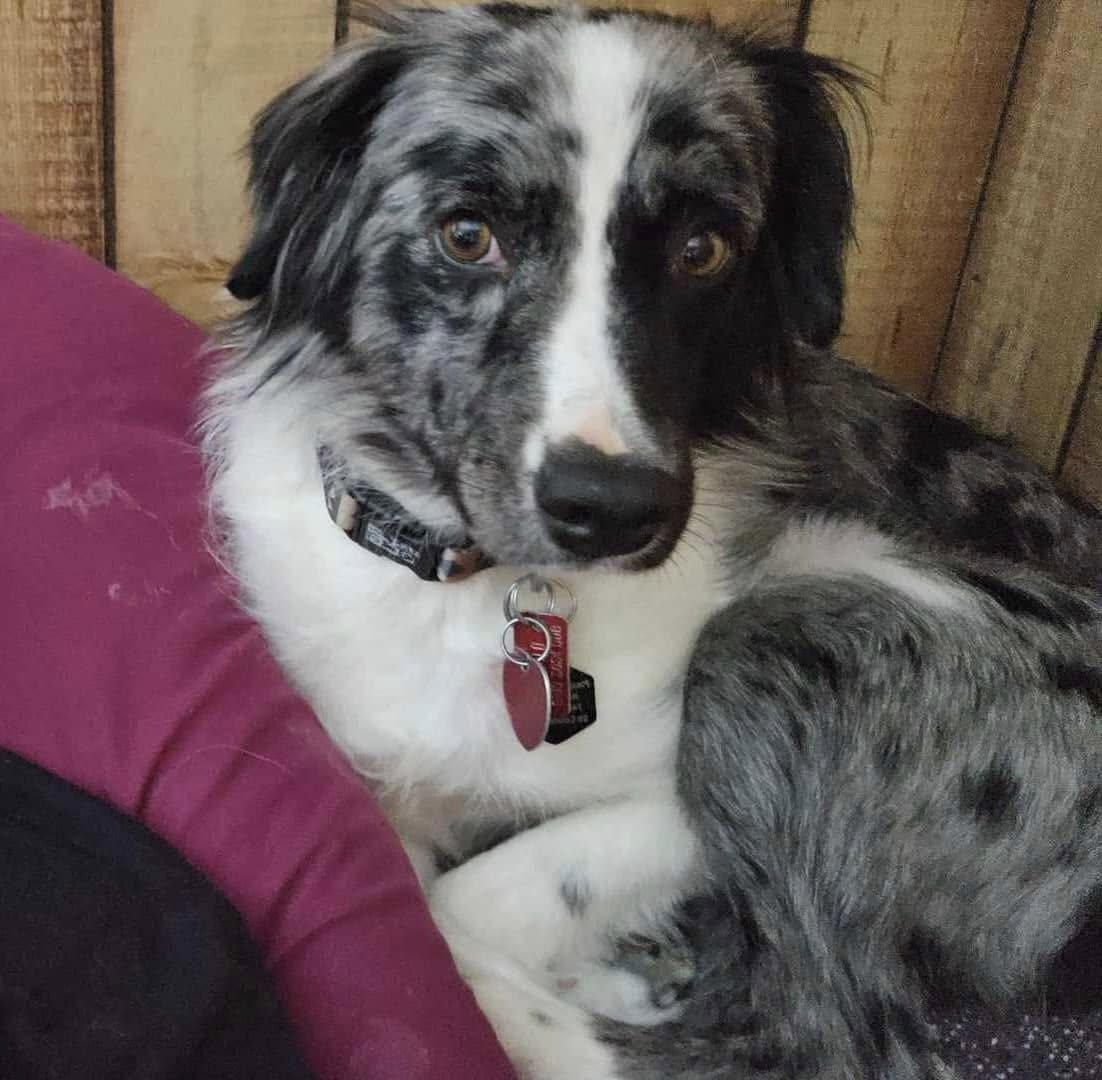 Nelly, Adopted, Adult Female Australian Shepherd.