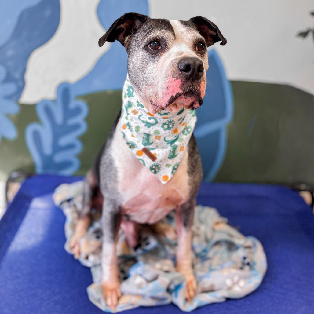 Puffin, Adoptable, Senior Male Mixed Breed.