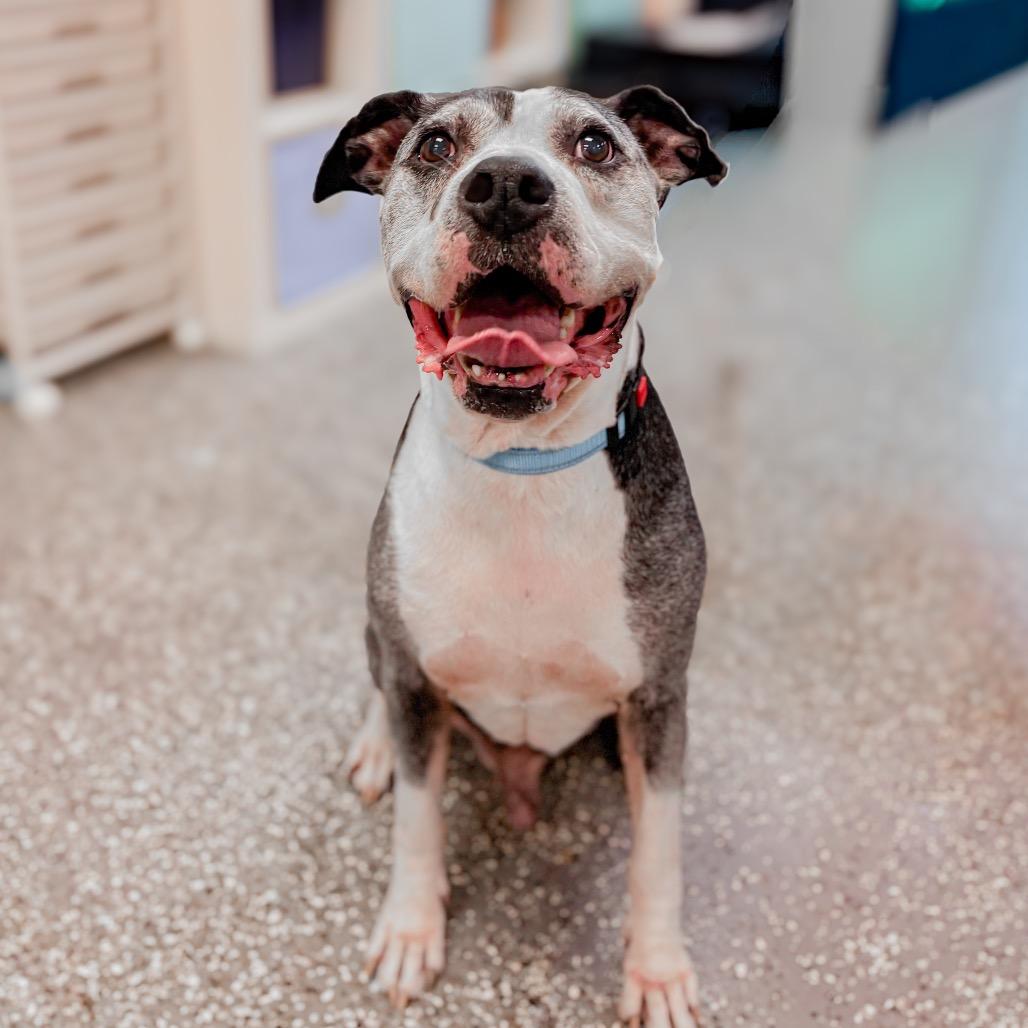 Enlarge Puffin, a Adoptable Mixed Breed in Springboro, OH image 2/6