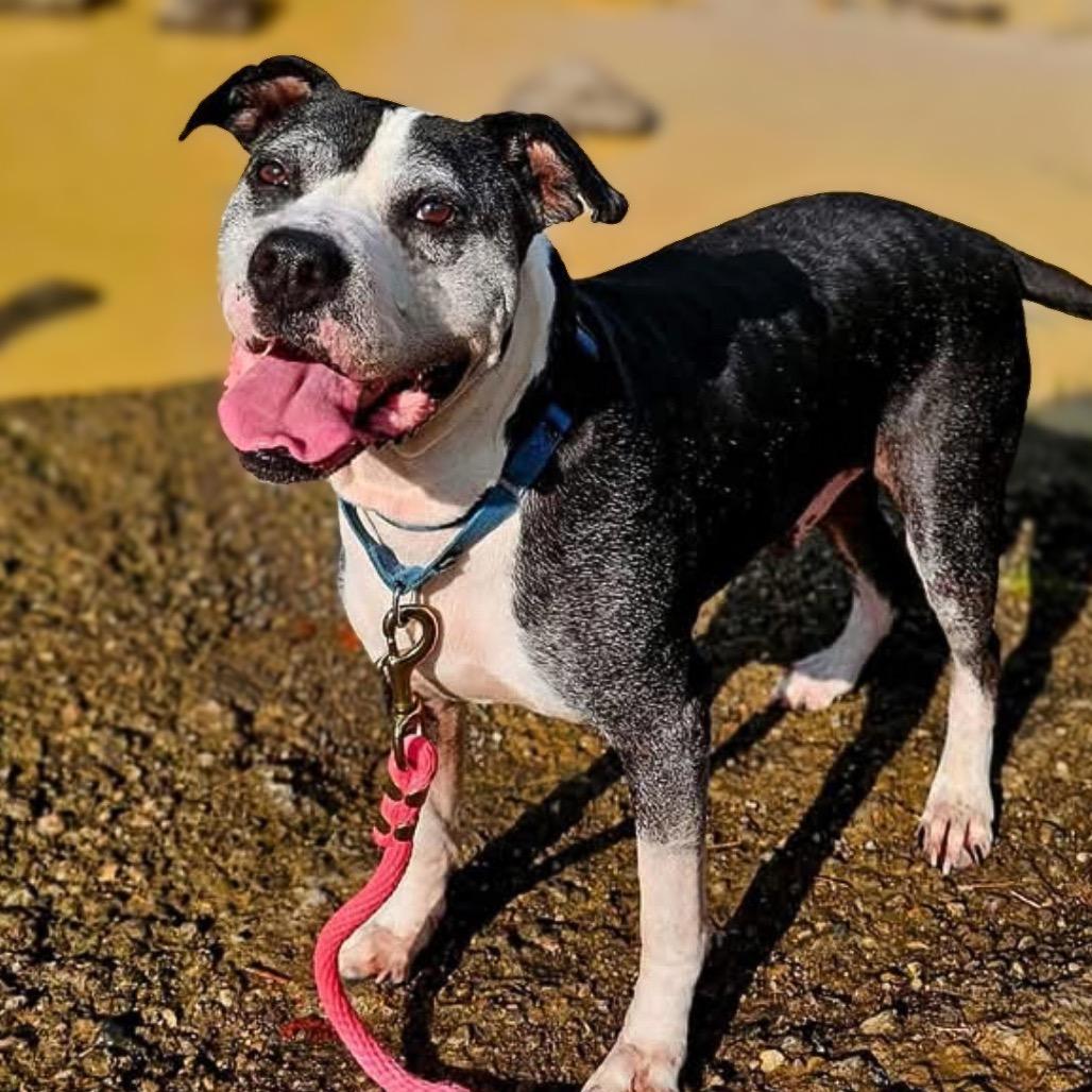 Puffin, Adoptable, Senior Male Mixed Breed.