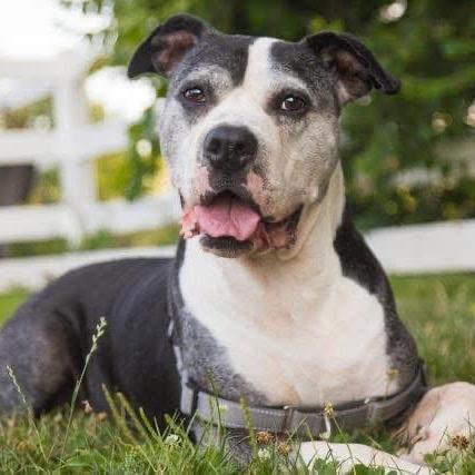 Enlarge Puffin, a Adoptable Mixed Breed in Springboro, OH image 1/1