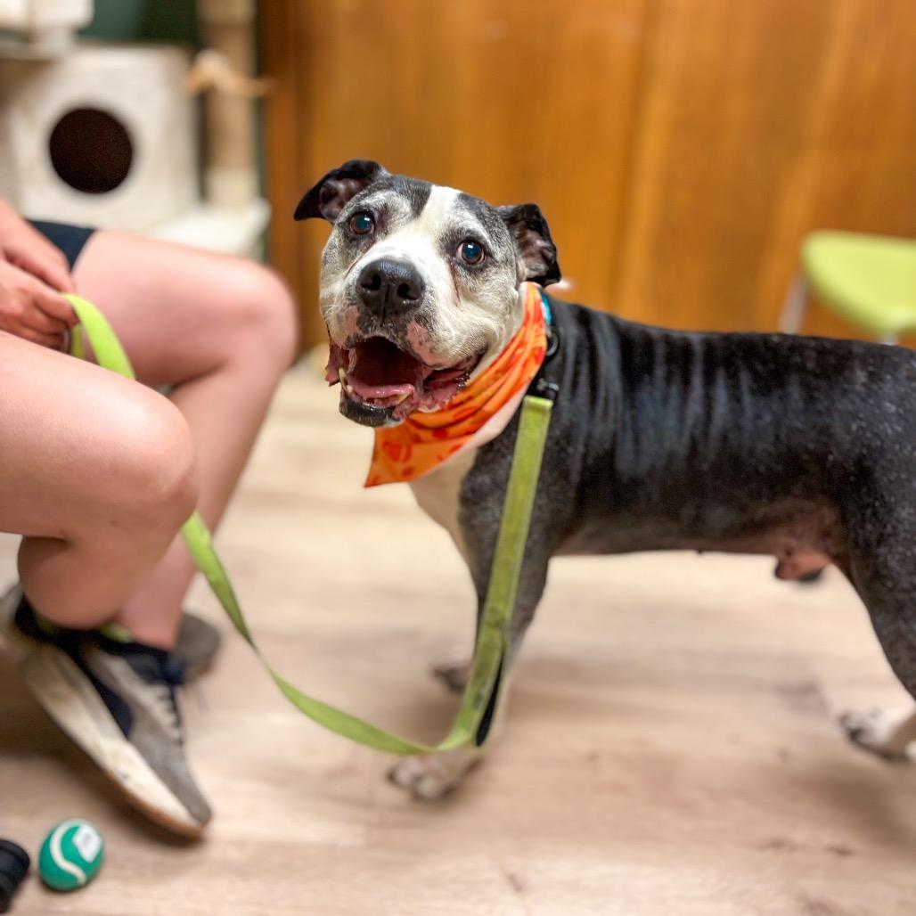 Enlarge Puffin, a Adoptable Mixed Breed in Springboro, OH image 5/6