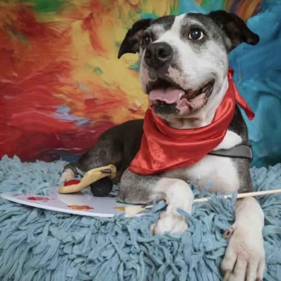 Enlarge Puffin, a Adoptable Mixed Breed in Springboro, OH image 3/3
